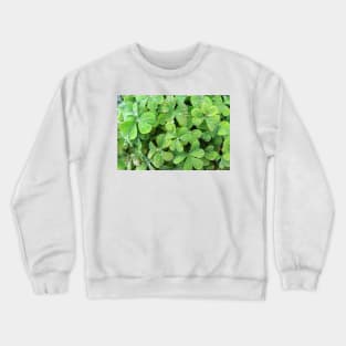 Green Trifolium Plant Foliage Crewneck Sweatshirt